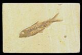 2" Fossil Fish (Knightia) - Green River Formation - #130319-1